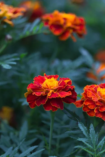 Beautiful Blooming Lush Flowers Spring Garden Background — Stock Photo, Image