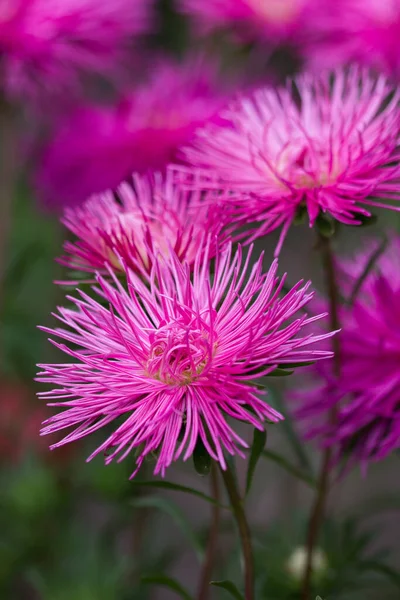 Piękne Kwitnące Bujne Kwiaty Tle Wiosennego Ogrodu — Zdjęcie stockowe