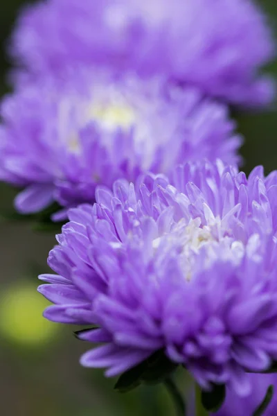 Vacker Blommande Frodiga Blommor Vår Trädgård Bakgrund — Stockfoto