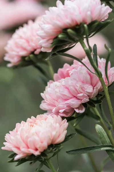 Piękne Kwitnące Bujne Kwiaty Tle Wiosennego Ogrodu — Zdjęcie stockowe