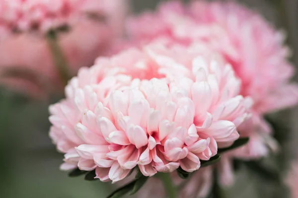 Vacker Blommande Frodiga Blommor Vår Trädgård Bakgrund — Stockfoto