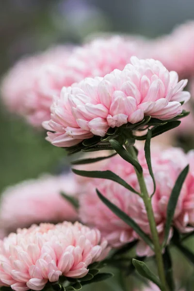 Belas Flores Exuberantes Florescendo Fundo Jardim Primavera — Fotografia de Stock