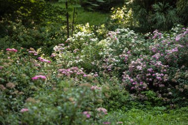 Bahar bahçesinde çiçek açan güzel çiçekler.