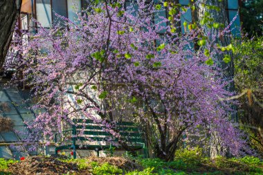 Bahar zamanı çiçek açan bahçe