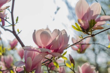 Çiçek açan manolya ağacının yakın görüntüsü