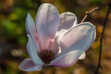 Çiçekli Magnolia Soulangeana Magnoliaceae çiçekleri bahar bahçesinde lale şeklinde çiçekler. Makro çekim