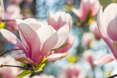 Çiçekli Magnolia Soulangeana Magnoliaceae çiçekleri bahar bahçesinde lale şeklinde çiçekler. Makro çekim