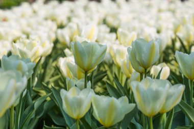 Bahar günü beyaz lale tarlasıyla manzara. tarım kavramı tasarımı.