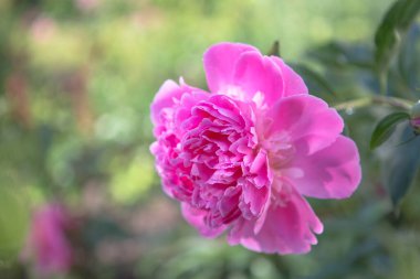 Bahar bahçesinde çiçek açan güzel çiçekler.