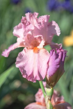 Bahar bahçesinde çiçek açan güzel çiçekler.