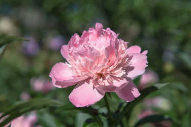 Bahçedeki büyük parlak pembe şakayık. Şakayıklar yağmurdan sonra bahçede çiçek açar.
