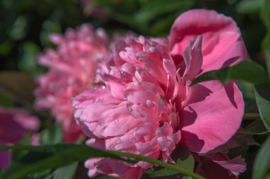 Bahçedeki büyük parlak pembe şakayık. Şakayıklar yağmurdan sonra bahçede çiçek açar.