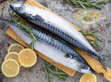 Atlantik bonito sarda sarda ya da büyük uskumru benzeri balık Palamida