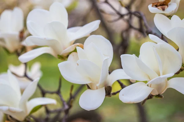 Floração Magnolia Soulangeana Magnoliaceae Flor Com Flores Forma Tulipa Jardim — Fotografia de Stock