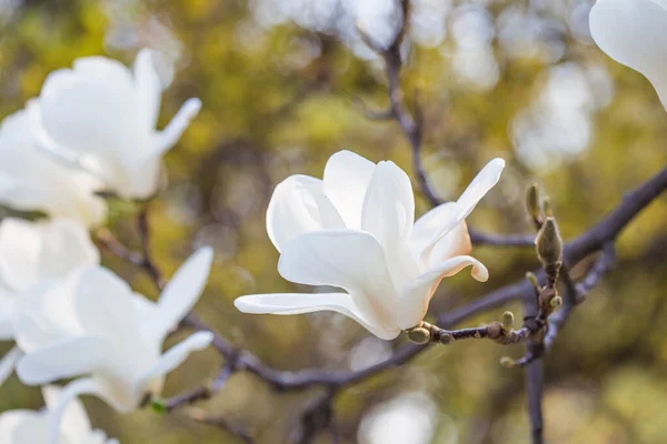 Floração Magnolia Soulangeana Magnoliaceae Flor Com Flores Forma Tulipa Jardim — Fotografia de Stock