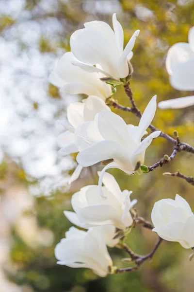 Floração Magnolia Soulangeana Magnoliaceae Flor Com Flores Forma Tulipa Jardim — Fotografia de Stock