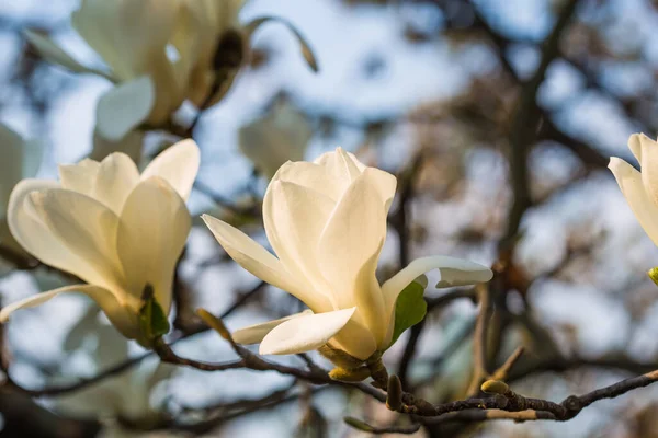 Floração Magnolia Soulangeana Magnoliaceae Flor Com Flores Forma Tulipa Jardim — Fotografia de Stock