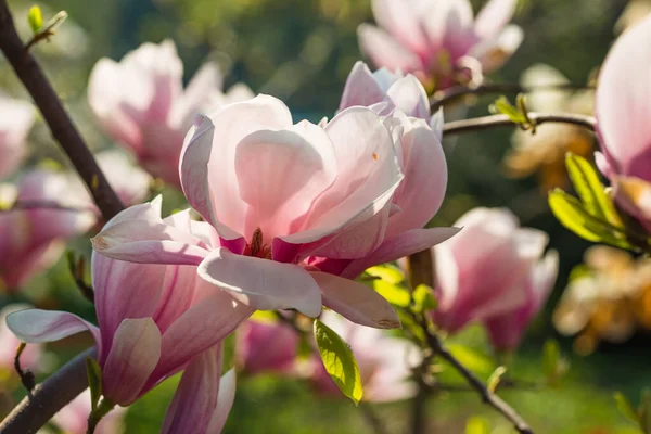 Bloeiende Magnolia Soulangeana Magnoliaceae Bloesem Met Tulpenvormige Bloemen Voorjaarstuin Macro — Stockfoto