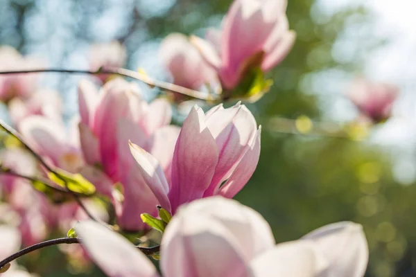 Floração Magnolia Soulangeana Magnoliaceae Flor Com Flores Forma Tulipa Jardim — Fotografia de Stock