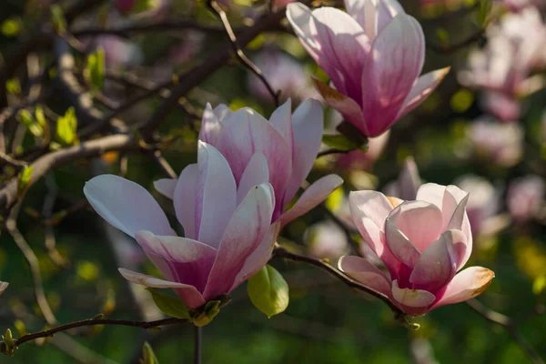 Dicht Zicht Bloeiende Magnolia Boom — Stockfoto