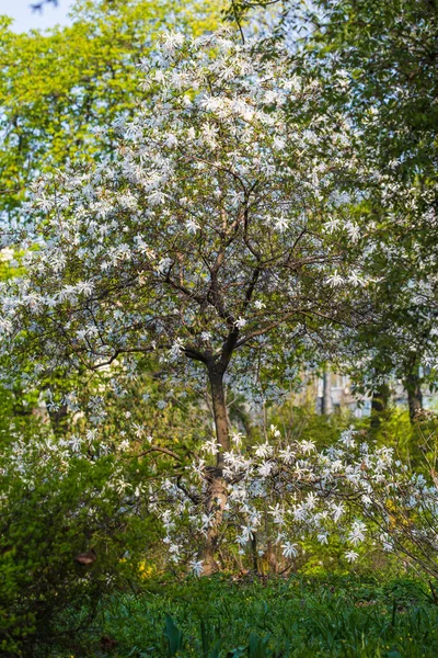 Blommande Magnolia Soulangeana Magnoliaceae Blomma Med Tulpanformade Blommor Vårträdgården Makroskott — Stockfoto