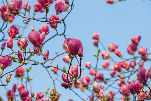 Flowering Magnolia Soulangeana Magnoliaceae Blossom Tulip Shaped Flowers Spring Garden — Stock Photo, Image