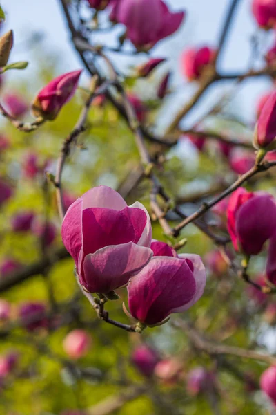 Flowering Magnolia Soulangeana Magnoliaceae Blossom Tulip Shaped Flowers Spring Garden — Stock Photo, Image