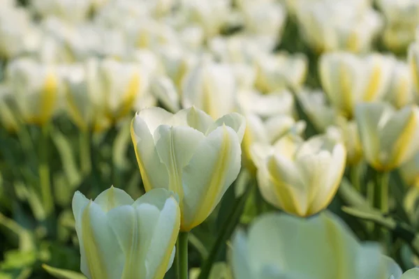 Paysage Avec Champ Tulipes Blanches Printemps Conception Concept Agricole — Photo