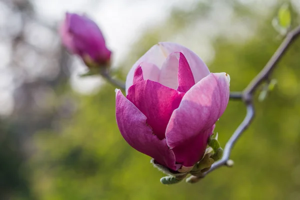 Floração Magnolia Soulangeana Magnoliaceae Flor Com Flores Forma Tulipa Jardim — Fotografia de Stock