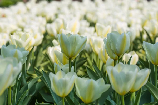 Paysage Avec Champ Tulipes Blanches Printemps Conception Concept Agricole — Photo