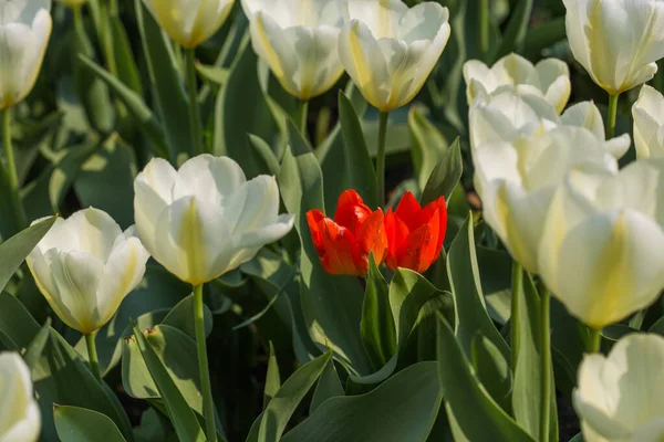 Paysage Avec Champ Tulipes Blanches Printemps Conception Concept Agricole — Photo