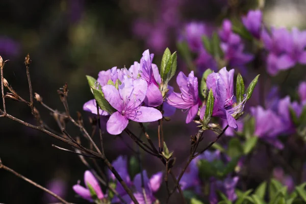 Beautiful Blooming Lush Flowers Spring Garden Background — Stock Photo, Image