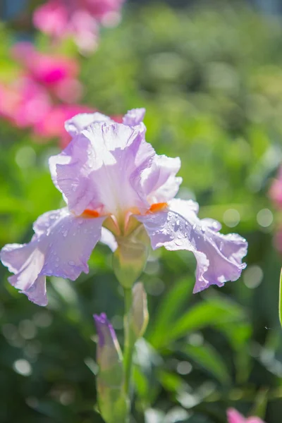 Beautiful Blooming Lush Flowers Spring Garden Background — Stock Photo, Image