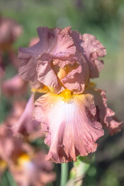 Schöne Blühende Üppige Blumen Frühling Garten Hintergrund — Stockfoto