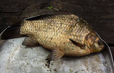 Nehir çiğ balığı - sazan balığı, yuvarlak tabakta.