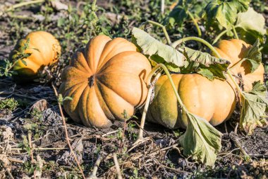 Sonbahar hasadı. Çiftlikte yetişen tatlı kırmızı organik balkabağı..