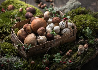 Autumn Cep Mantarları. Boletus Edulis 'i ahşap arka planda yosun ile kaplıyor. Gurme yemekleri.