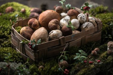 Autumn Cep Mantarları. Boletus Edulis 'i ahşap arka planda yosun ile kaplıyor. Gurme yemekleri.