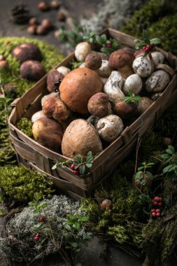 Autumn Cep Mantarları. Boletus Edulis 'i ahşap arka planda yosun ile kaplıyor. Gurme yemekleri.