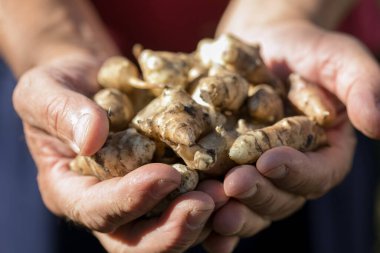 Kudüs enginar yumrusu ellerinde. Yeni toplanmış Helianthus tüberosus kökleri, ayrıca güneş kökü, güneş boğması, toprak elması, topinambur ya da kuzu boğması olarak da bilinir. Kök sebze olarak kullanılır..