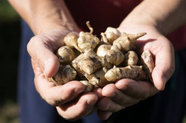 Kudüs enginar yumrusu ellerinde. Yeni toplanmış Helianthus tüberosus kökleri, ayrıca güneş kökü, güneş boğması, toprak elması, topinambur ya da kuzu boğması olarak da bilinir. Kök sebze olarak kullanılır..