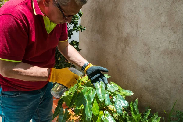 Starší Muž Zahradnickými Rukavicemi Pečující Rostliny Zahradě — Stock fotografie
