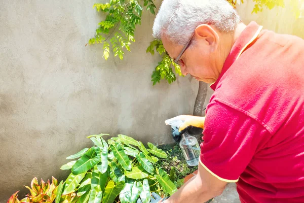 Starší Latino Muž Sobě Ležérní Oblečení Starat Rostliny Doma — Stock fotografie