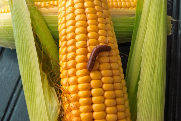 Böcek ve haşerelerden zarar görmüş yeşil kabuklu mısır, biyotik stres.