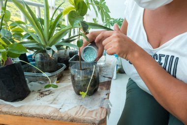Balkonda ya da terasta çiçekleriyle ilgilenen olgun bir kadın..
