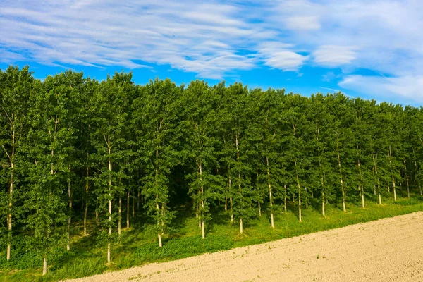 Bela Vista Álamos Paisagem Italiana — Fotografia de Stock