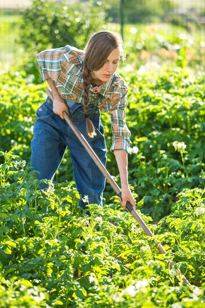 Culivation Potatis Bonde Fältet — Stockfoto