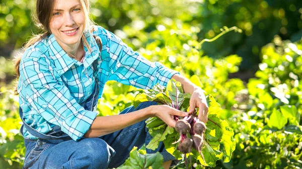 Bellissimo Giardiniere Con Mazzo Barbabietole Biologiche Sole Verde Naturale Giardino — Foto Stock