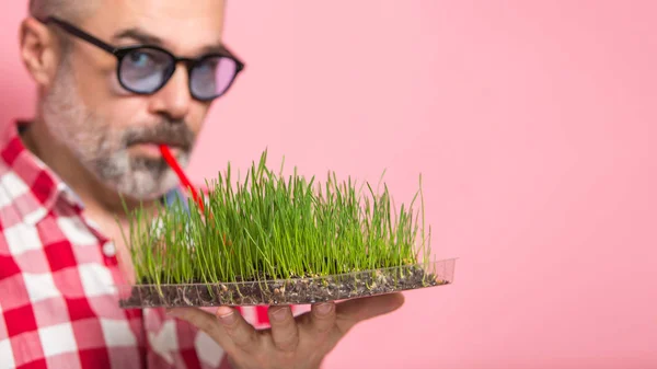 Man on diet. Funny hipster middle aged man with wheatgrass over pink. Spring detox program concept, healthy living and clean eating