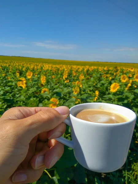 Tempo Café Com Uma Vista Uma Natureza Belo Campo Girassol — Fotografia de Stock